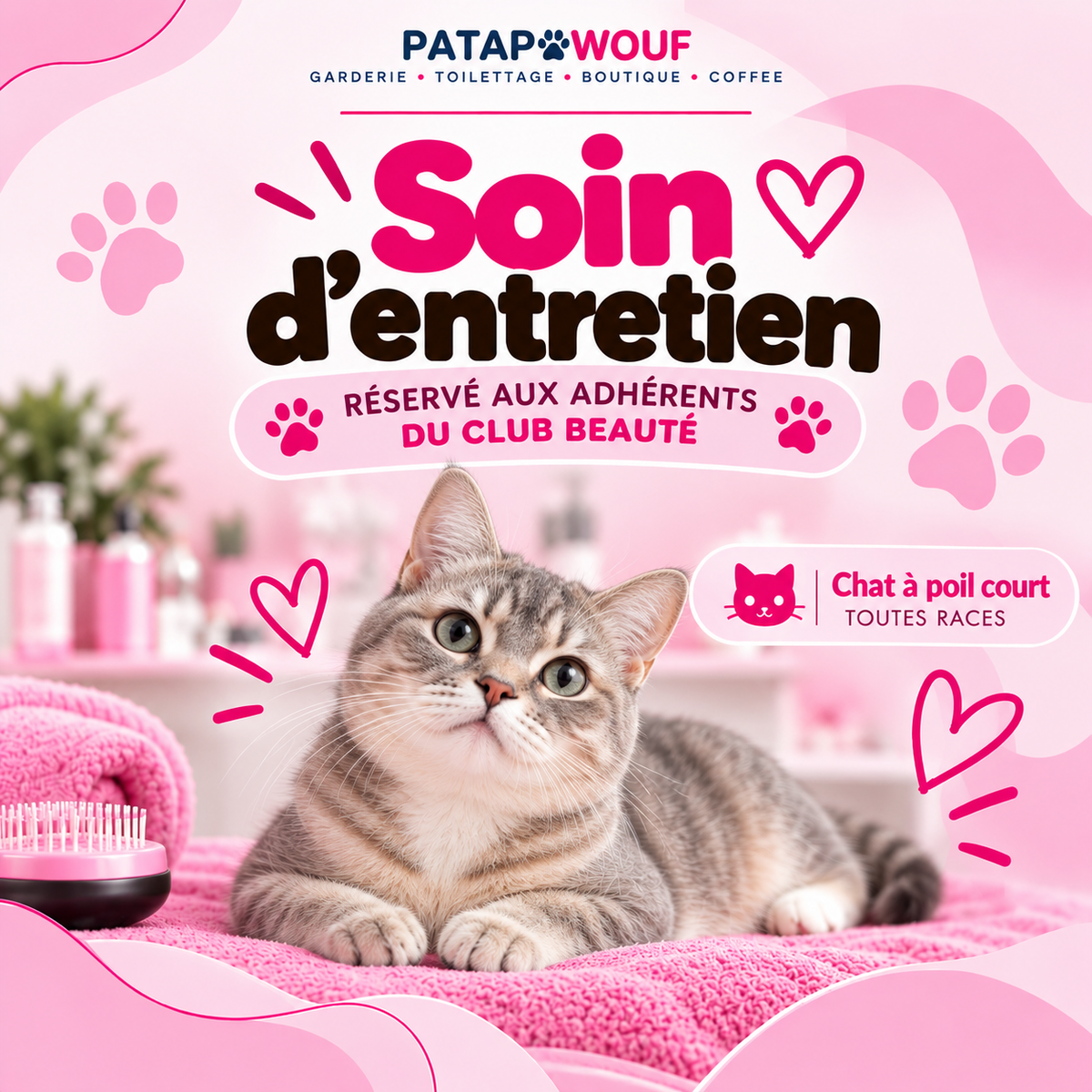 Soin d'entretien - Club beauté chat poil court