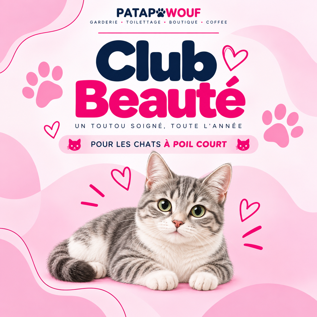 Club beauté chat - poil court
