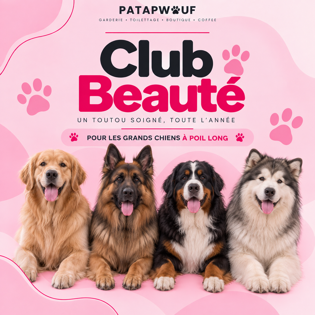 Club beauté - Grand chiens