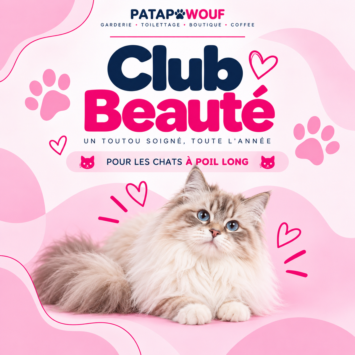 Club beauté chat - poil long