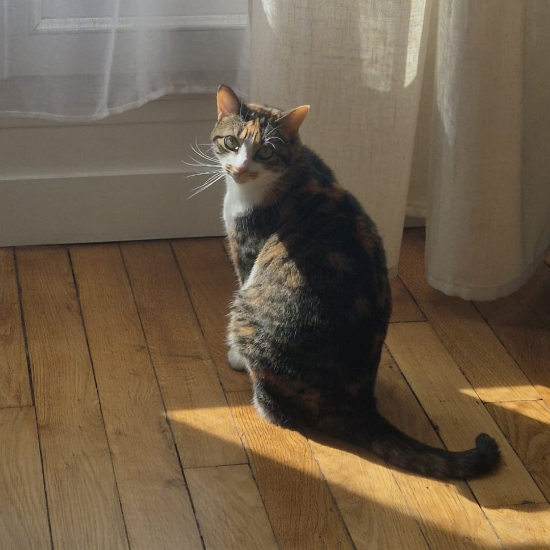 Visite à domicile délicat (30-45mn) - chat