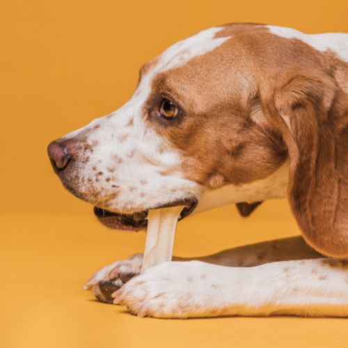 Alimentation - mastication