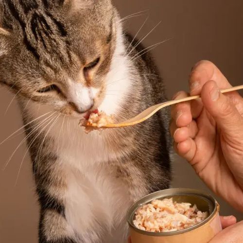Alimentation chat