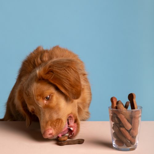 Alimentation chien - friandises