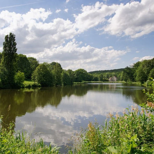 Balade en Forêt de Montmorency