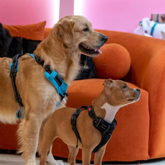 Garderie - journée complète (10h - 18h30)