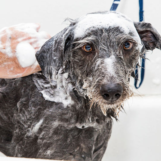 Shampoing antiparasitaire