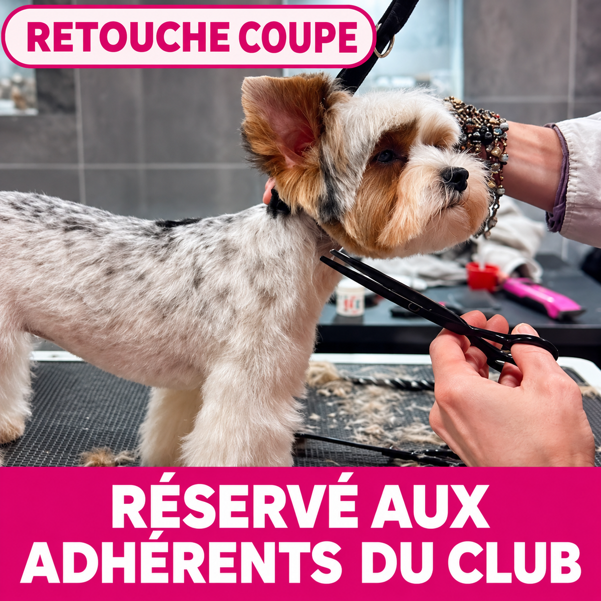 Retouche coupe - Club beauté petit chien