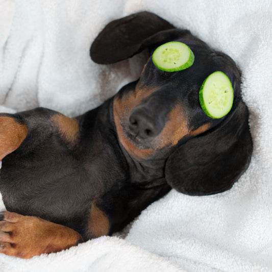 Balnéothérapie pour Chien