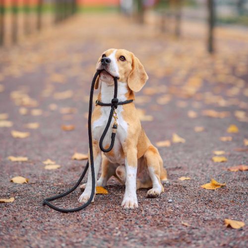 Balade individuelle (30mn)