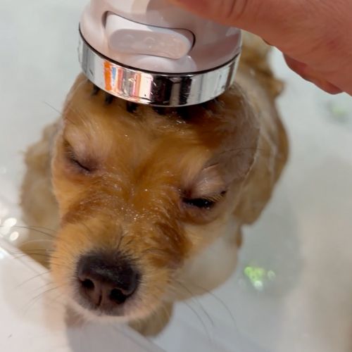 Balnéothérapie pour Chien