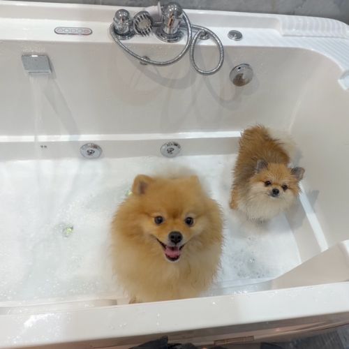 Balnéothérapie pour Chien