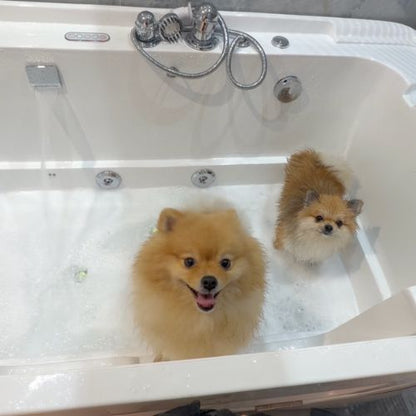 Balnéothérapie pour Chien