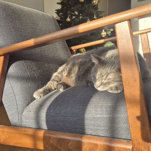 Visite à domicile classique (30-45mn) - chat