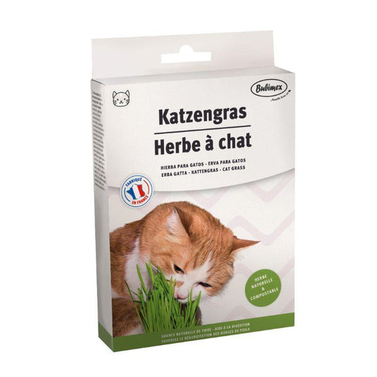 Herbe a chat a brocher