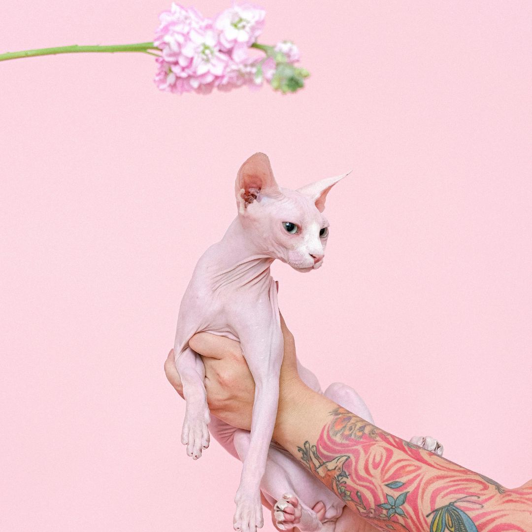 Toilettage et soins sphynx