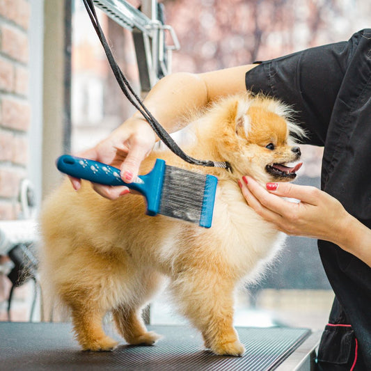 Toilettage et mise en beauté sans coupe