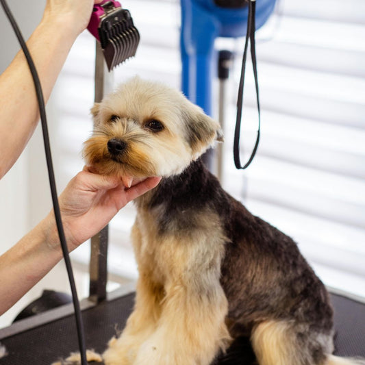 Toilettage et mise en beauté avec tonte