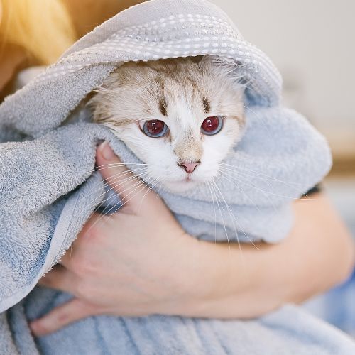 Toilettage et mise en beauté pour chat sans démêlage