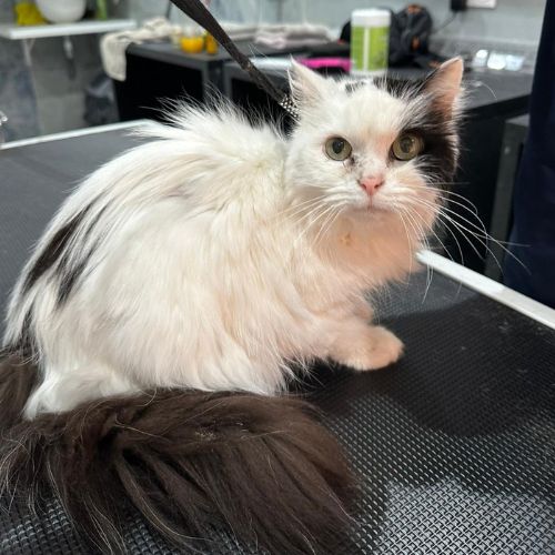 Forfait entretien soin complet sans bain - Griffes, Oreille, yeux et brossage pour chat