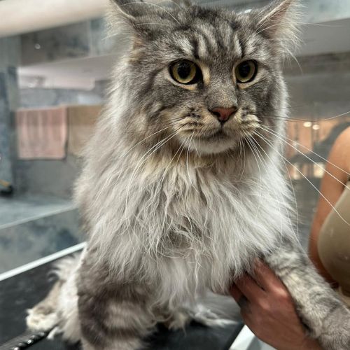 Toilettage et mise en beauté pour chat avec démêlage