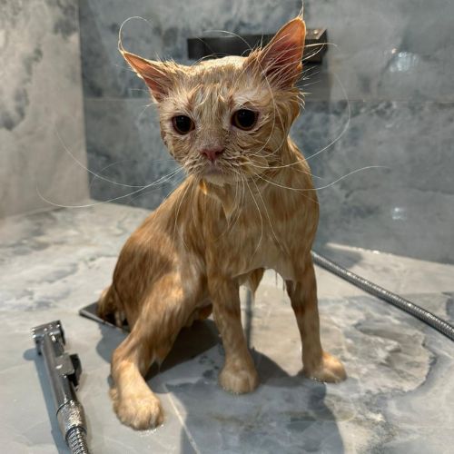Toilettage et mise en beauté pour chat sans démêlage