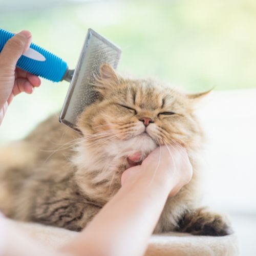 Toilettage et mise en beauté pour chat avec démêlage