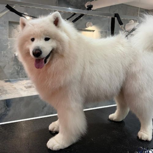 Toilettage et mise en beauté sans coupe