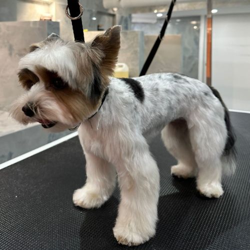 Toilettage et mise en beauté avec tonte