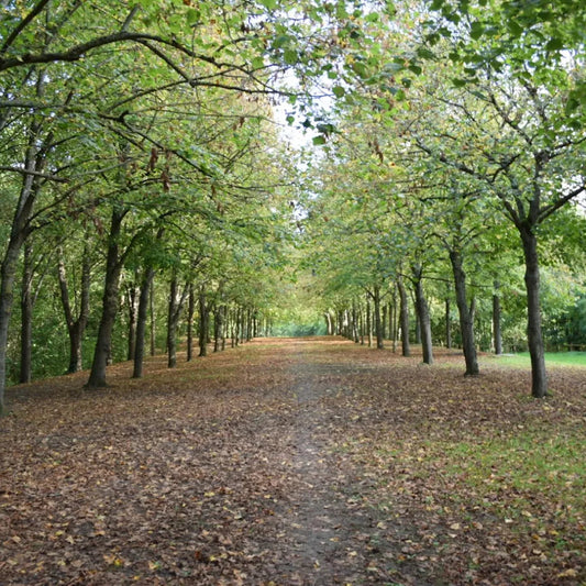 Balade en forêt de Cergy-Pontoise